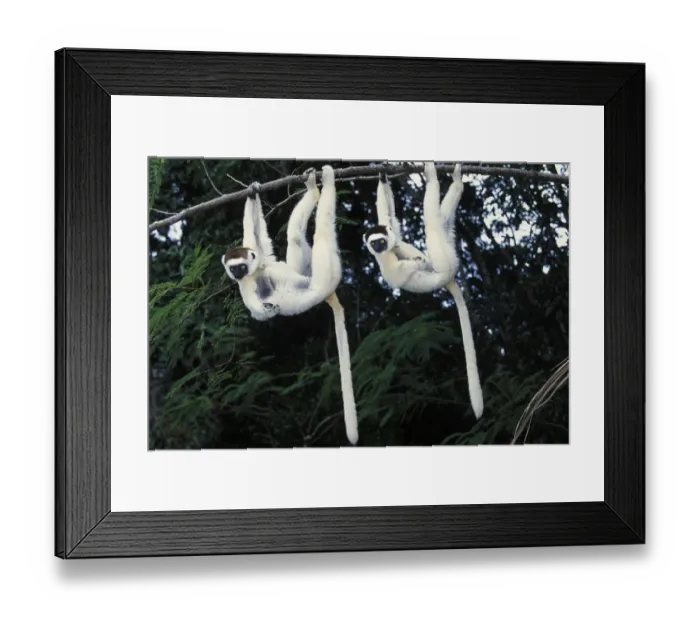 Framed Print : Two Verreauxs sifakas (Propithecus verreauxi) hanging from a branch, Nahampoana reserve Framed Print : Two Verreauxs sifakas (Propithecus verreauxi) hanging from a branch, Nahampoana reserve