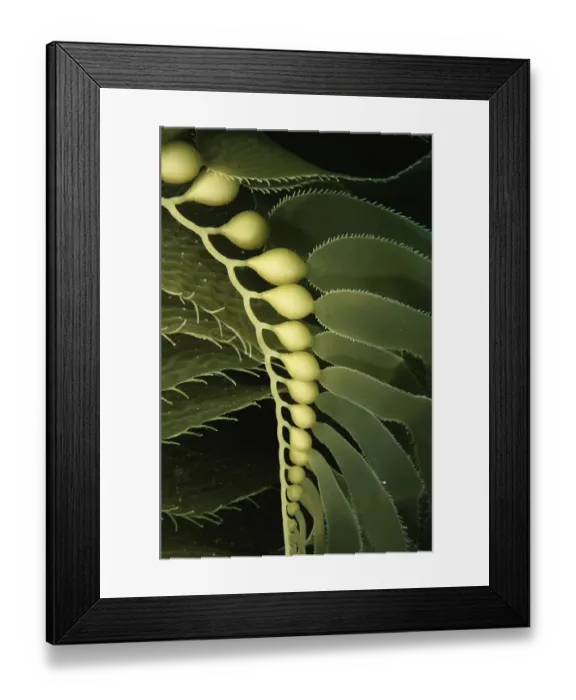 Framed Print : Giant Kelp (Macrocystis pyrifera) close up with detail of floats. Catalina Island Framed Print : Giant Kelp (Macrocystis pyrifera) close up with detail of floats. Catalina Island