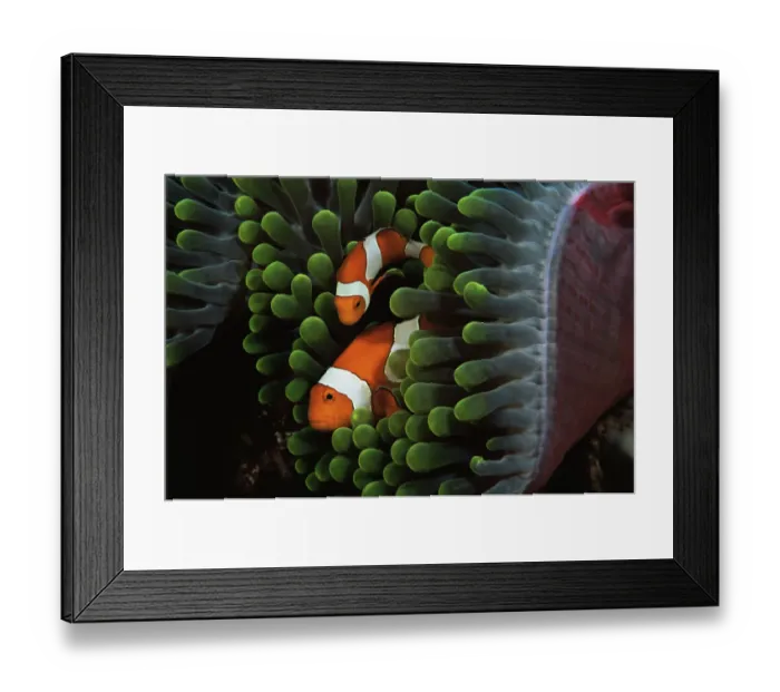 Framed Print : Two false clown anemonefish (Amphiprion ocellaris) amongst tentacles of sea anemone Framed Print : Two false clown anemonefish (Amphiprion ocellaris) amongst tentacles of sea anemone