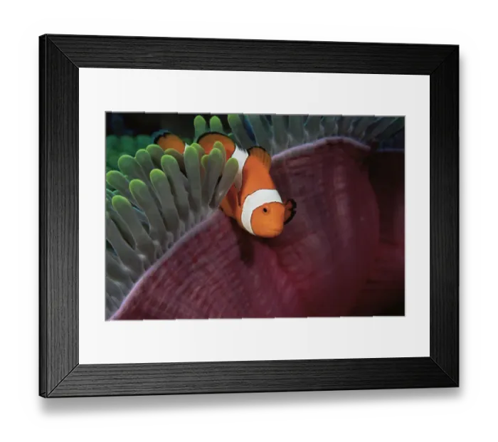 Framed Print : False clown anemonefish (Amphiprion ocellaris) amongst tentacles of sea anemone, Wakatobi Islands Framed Print : False clown anemonefish (Amphiprion ocellaris) amongst tentacles of sea anemone, Wakatobi Islands