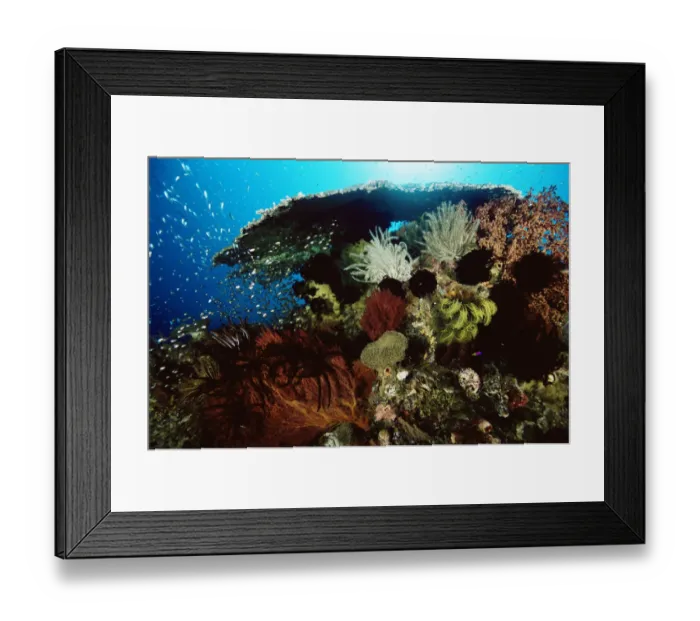 Framed Print : Coral reef with table coral, sea fans, crinoid feather star and school of Golden Sweepers Framed Print : Coral reef with table coral, sea fans, crinoid feather star and school of Golden Sweepers