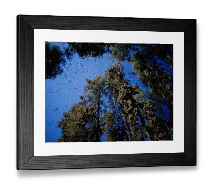 Framed Print : Clouds of Monarch butterflies {Danaus plexippus} flying and resting on trees while on migration Framed Print : Clouds of Monarch butterflies {Danaus plexippus} flying and resting on trees while on migration