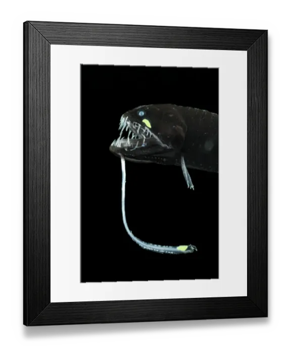 Framed Print : Scaleless black dragonfish (Melanostomias biseriatus) showing lure, Atlantic ocean Framed Print : Scaleless black dragonfish (Melanostomias biseriatus) showing lure, Atlantic ocean