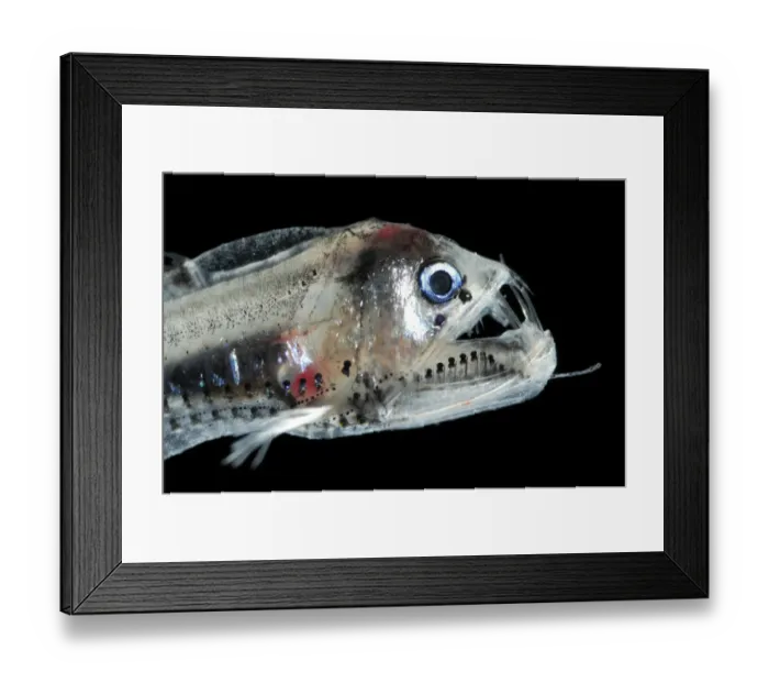 Framed Print : Juvenile Viperfish {Chauliodus sloani}, Atlantic ocean Framed Print : Juvenile Viperfish {Chauliodus sloani}, Atlantic ocean