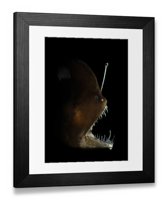 Framed Print : Murrays abyssal anglerfish (Melanocetus murrayi) Atlantic ocean Framed Print : Murrays abyssal anglerfish (Melanocetus murrayi) Atlantic ocean