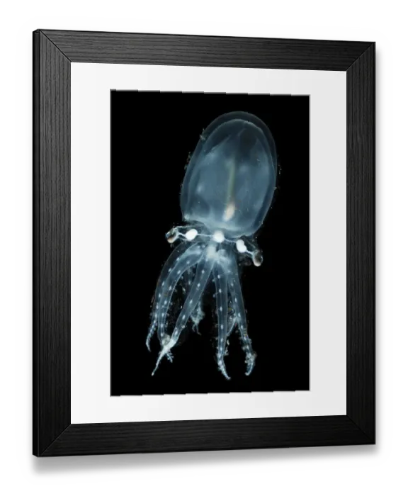 Framed Print : Deepsea pelagic octopod (Vitreledonella richardi) Atlantic ocean Framed Print : Deepsea pelagic octopod (Vitreledonella richardi) Atlantic ocean