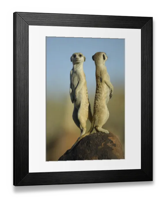 Framed Print : Meerkat (Suricata suricatta) standing on guard, back to back, South Africa Framed Print : Meerkat (Suricata suricatta) standing on guard, back to back, South Africa