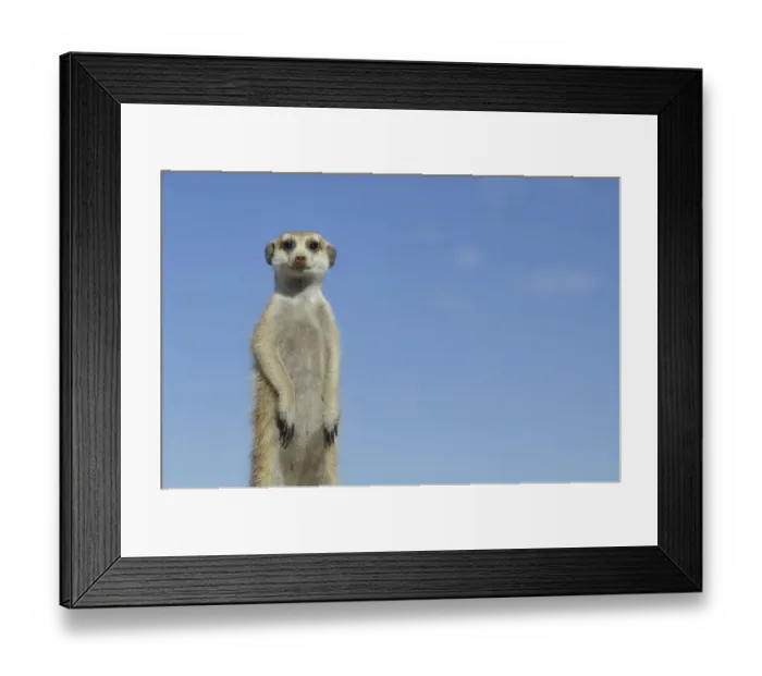 Framed Print : Meerkat (Suricata suricatta) standing on guard, South Africa Framed Print : Meerkat (Suricata suricatta) standing on guard, South Africa