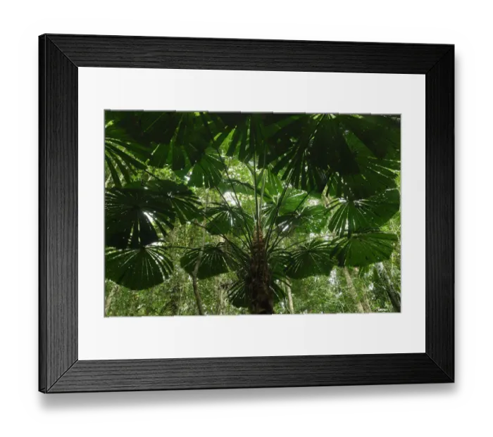 Framed Print : Licuala fan palm (Licuala ramsayi), Daintree National Park, Queensland, Australia