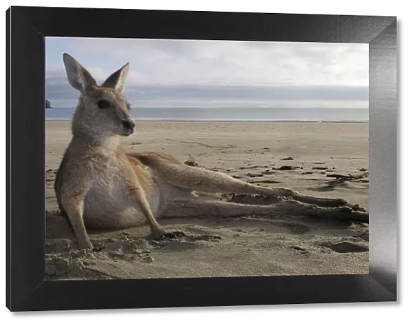 Eastern grey kangaroo (Macropus giganteus) resting on beach, Queensland, Australia