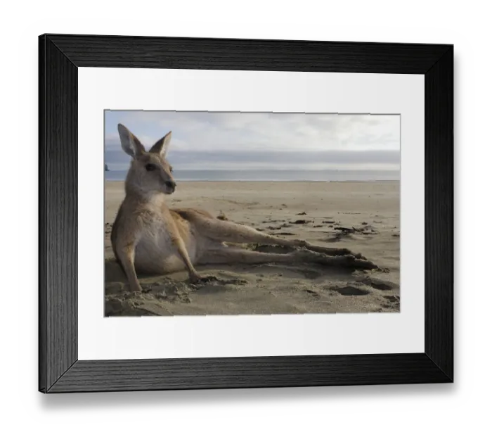 Framed Print : Eastern grey kangaroo (Macropus giganteus) resting on beach, Queensland, Australia Framed Print : Eastern grey kangaroo (Macropus giganteus) resting on beach, Queensland, Australia