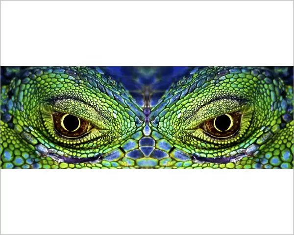 Close up of eyes of Common iguana {Iguana iguana} captive