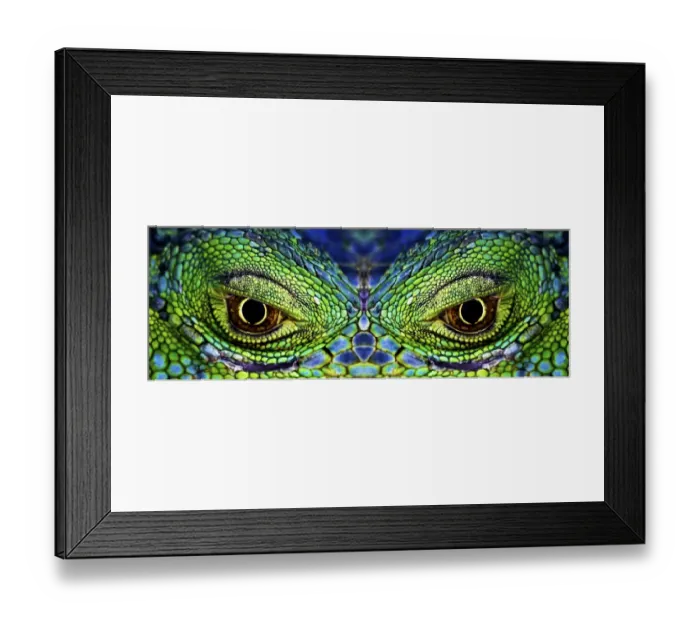 Framed Print : Close up of eyes of Common iguana {Iguana iguana} captive Framed Print : Close up of eyes of Common iguana {Iguana iguana} captive