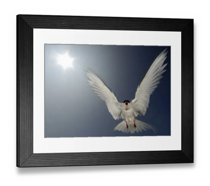 Framed Print : Arctic tern (Sterna paradisaea) adult aggressively defending its nest from a perceived threat Framed Print : Arctic tern (Sterna paradisaea) adult aggressively defending its nest from a perceived threat