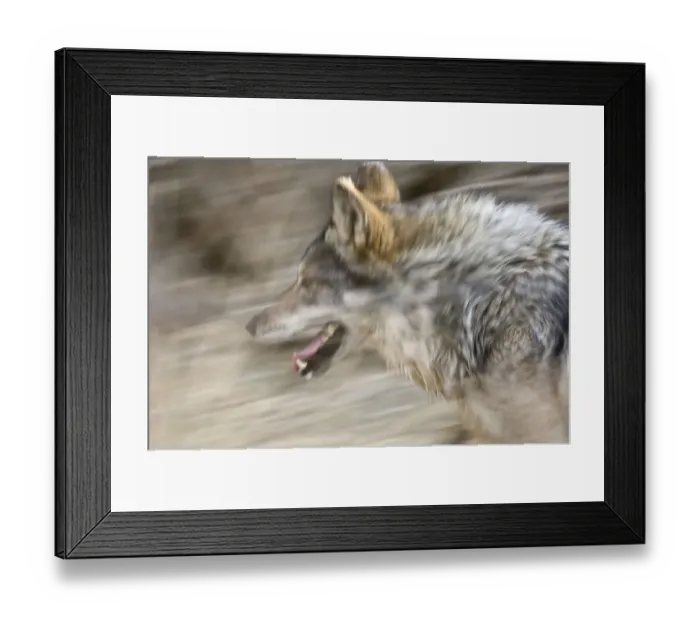 Framed Print : Mexican wolf (Canis lupus baileyi) running, Captive, Living Desert Zoo, Palm Desert Framed Print : Mexican wolf (Canis lupus baileyi) running, Captive, Living Desert Zoo, Palm Desert