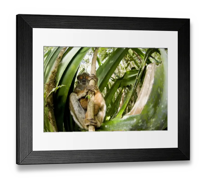 Framed Print : Eastern woolly  /  avahi lemur (Avahi laniger) clinging to branch, Andasibe-Mantadia National Park