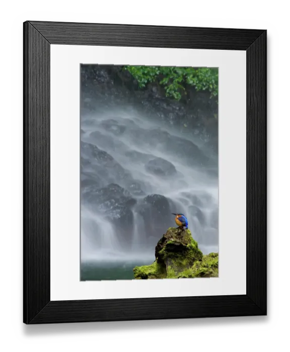 Framed Print : Madagascar Malachite kingfisher (Alcedo vintisioides) Cascade sacree / The sacred waterfall, Montagne d'Ambre National Park, North Madagascar Framed Print : Madagascar Malachite kingfisher (Alcedo vintisioides) Cascade sacree / The sacred waterfall, Montagne d'Ambre National Park, North Madagascar