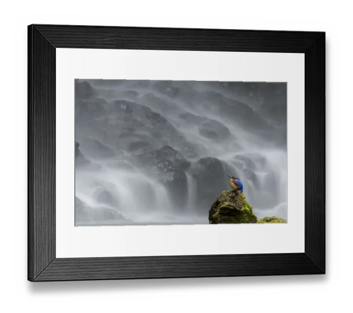 Framed Print : Madagascar Malachite kingfisher (Alcedo vintisioides) Cascade sacree / The sacred waterfall Framed Print : Madagascar Malachite kingfisher (Alcedo vintisioides) Cascade sacree / The sacred waterfall