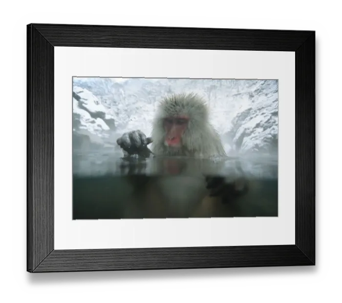 Framed Print : Japanese macaque / Snow monkey {Macaca fuscata} adult female bathing in hot springs Framed Print : Japanese macaque / Snow monkey {Macaca fuscata} adult female bathing in hot springs
