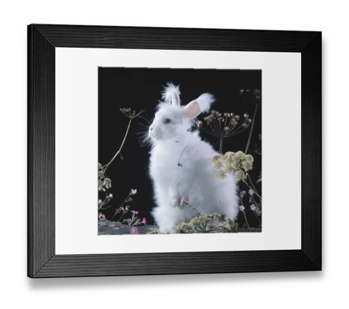 Framed Print : White long-haired Angora rabbit amongst plants Framed Print : White long-haired Angora rabbit amongst plants