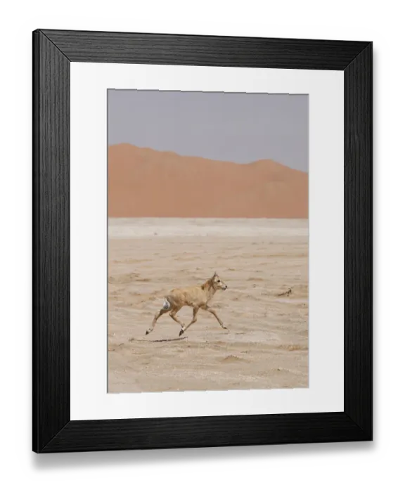 Framed Print : Arabian oryx {Oryx leucoryx} calf being released into the wild after captivity, Abu Dhabi Framed Print : Arabian oryx {Oryx leucoryx} calf being released into the wild after captivity, Abu Dhabi
