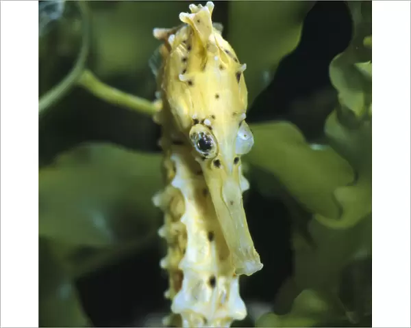Spotted seahorse {Hippocampus kuda} light colour phase, note eyes rotating independantly