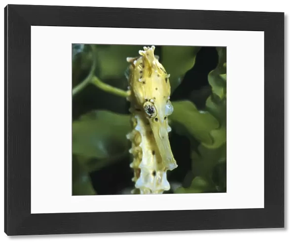 Spotted seahorse {Hippocampus kuda} light colour phase, note eyes rotating independantly