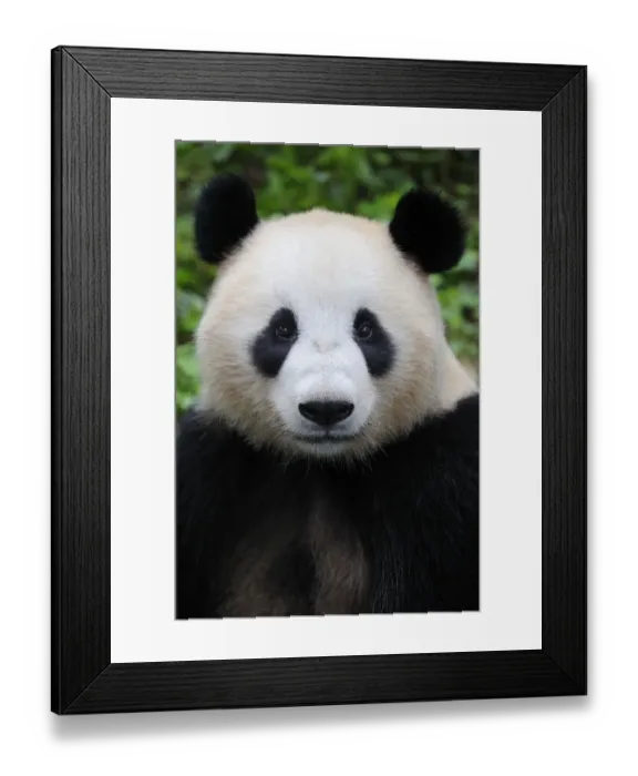Framed Print : Head portrait of a Giant panda (Ailuropoda Melanoleuca) Bifengxia Giant Panda Breeding Framed Print : Head portrait of a Giant panda (Ailuropoda Melanoleuca) Bifengxia Giant Panda Breeding