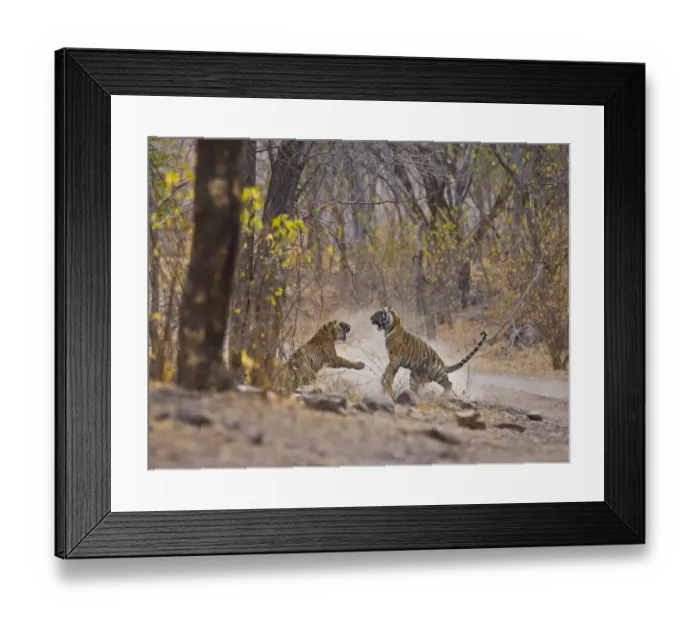 Framed Print : Bengal Tiger (Panthera tigris tigris) mother and adolescent daughter fighting, Ranthambhore NP Framed Print : Bengal Tiger (Panthera tigris tigris) mother and adolescent daughter fighting, Ranthambhore NP