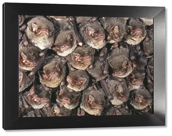 Close up of colony of Schreibers long fingered bat {Miniopterus schreibersii} roosting in cave