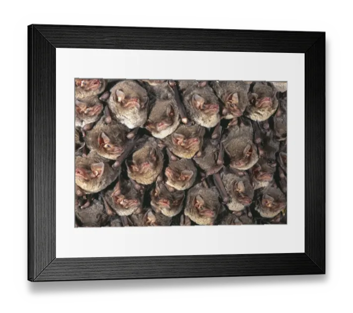 Framed Print : Close up of colony of Schreibers long fingered bat {Miniopterus schreibersii} roosting in cave Framed Print : Close up of colony of Schreibers long fingered bat {Miniopterus schreibersii} roosting in cave