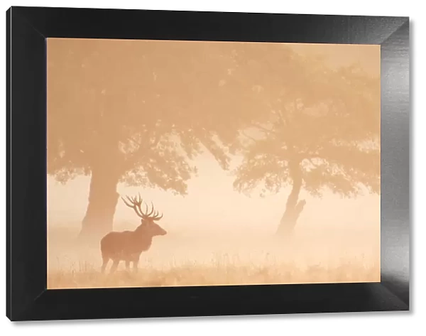 Red Deer (Cervus elaphus) stag silhouetted in mist, Dyrehaven, Denmark