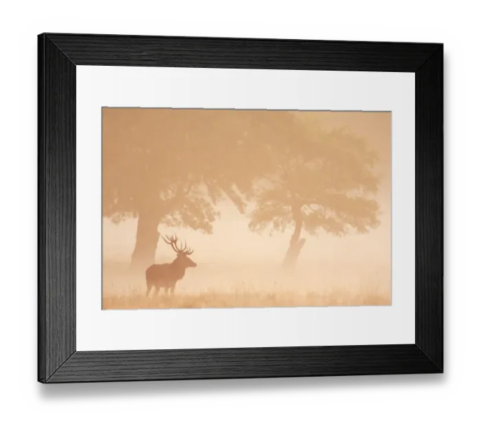 Framed Print : Red Deer (Cervus elaphus) stag silhouetted in mist, Dyrehaven, Denmark