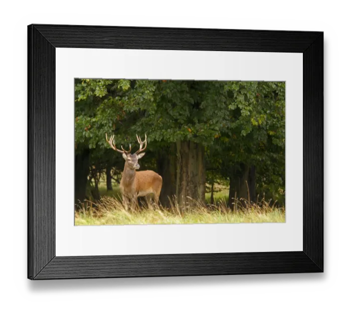 Framed Print : Red deer (Cervus elaphus) stag, Dyrehaven, Denmark Framed Print : Red deer (Cervus elaphus) stag, Dyrehaven, Denmark