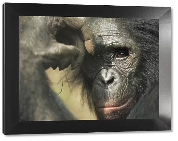 Bonobo {Pan paniscus} portrait, looking thoughtful. Lola Ya Bonobo Sanctuary, Kinshasa