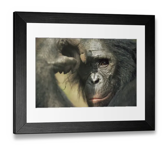 Framed Print : Bonobo {Pan paniscus} portrait, looking thoughtful. Lola Ya Bonobo Sanctuary, Kinshasa Framed Print : Bonobo {Pan paniscus} portrait, looking thoughtful. Lola Ya Bonobo Sanctuary, Kinshasa