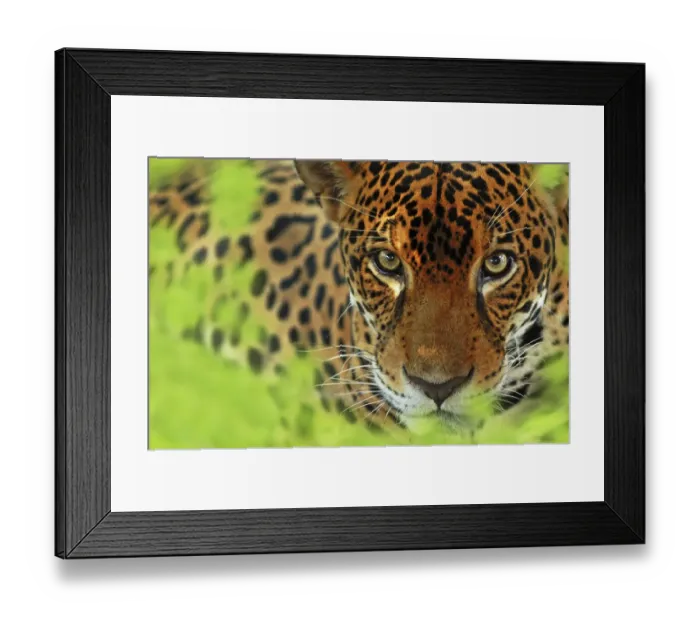 Framed Print : Jaguar (Panthera onca) portrait, Costa Rica, Captive Framed Print : Jaguar (Panthera onca) portrait, Costa Rica, Captive