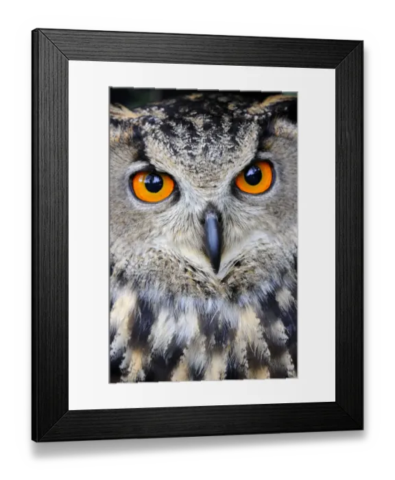 Framed Print : Eurasian eagle-owl (Bubo bubo) captive, France Framed Print : Eurasian eagle-owl (Bubo bubo) captive, France