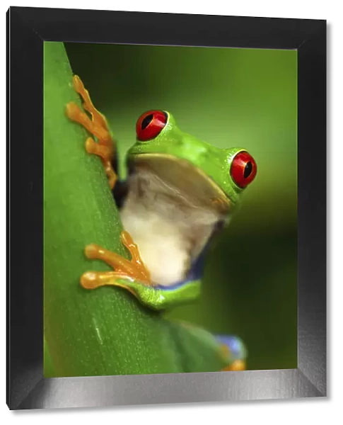 Red eyed tree frog (Agalychnis callidryas) portrait, Costa Rica