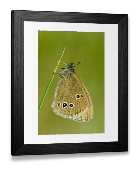 Framed Print : Ringlet butterfly (Aphantopus hyperantus) roosting in early morning sun, Hertfordshire Framed Print : Ringlet butterfly (Aphantopus hyperantus) roosting in early morning sun, Hertfordshire