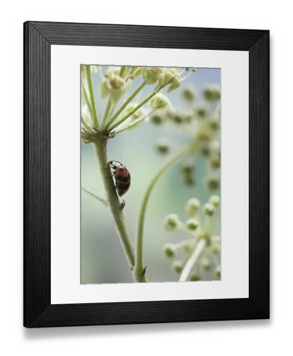 Framed Print : Multicoloured / Asian / Harlequin Ladybird (Harmonia axyridis) feeding on ivy flowers, UK Framed Print : Multicoloured / Asian / Harlequin Ladybird (Harmonia axyridis) feeding on ivy flowers, UK