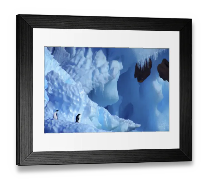 Framed Print : Two Adelie Penguins {Pygoscelis adeliae} on iceberg, Antarctica