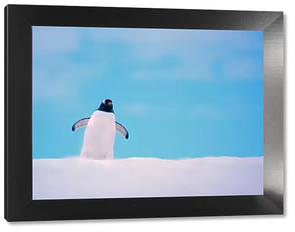 Gentoo Penguin {Pygoscelis papua} on snowline. Antarctica