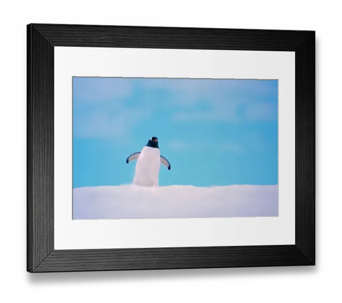 Framed Print : Gentoo Penguin {Pygoscelis papua} on snowline. Antarctica Framed Print : Gentoo Penguin {Pygoscelis papua} on snowline. Antarctica