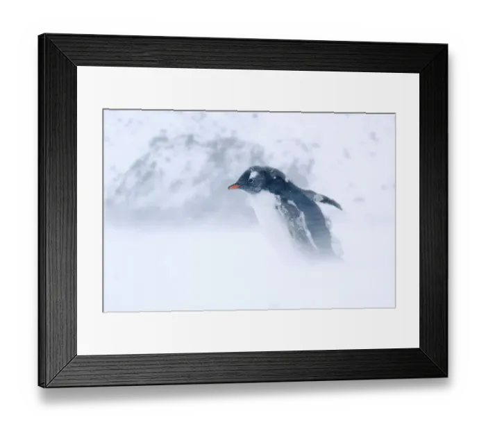 Framed Print : Gentoo Penguin {Pygoscelis papua} walking through snow storm, Antarctica Framed Print : Gentoo Penguin {Pygoscelis papua} walking through snow storm, Antarctica