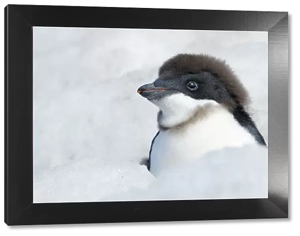 Adelie Penguin {Pygoscelis adeliae} chick beginning to moult, Antarctica