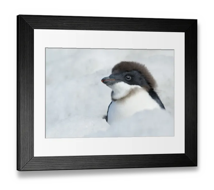 Framed Print : Adelie Penguin {Pygoscelis adeliae} chick beginning to moult, Antarctica Framed Print : Adelie Penguin {Pygoscelis adeliae} chick beginning to moult, Antarctica