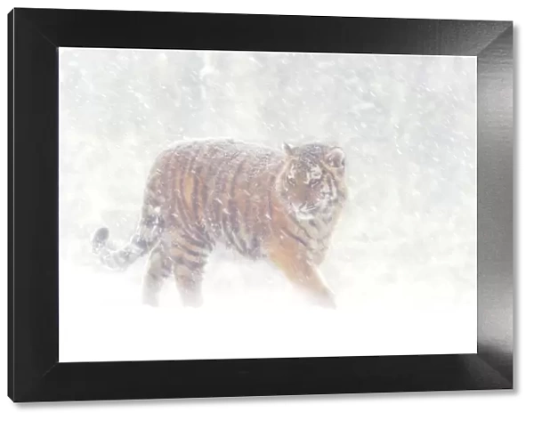 Siberian tiger {Panthera tigris altaica} in snow storm, captive