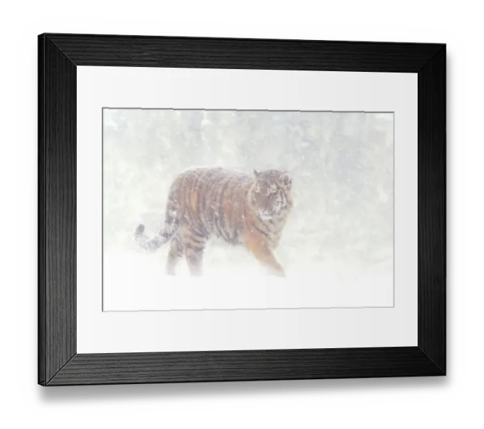 Framed Print : Siberian tiger {Panthera tigris altaica} in snow storm, captive Framed Print : Siberian tiger {Panthera tigris altaica} in snow storm, captive