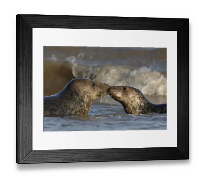 Framed Print : Grey seal {Halichoerus grypus} two adolescents interact among the breaking waves Framed Print : Grey seal {Halichoerus grypus} two adolescents interact among the breaking waves
